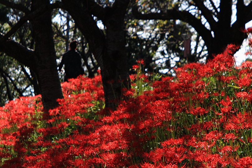 赤い彼岸花ｂｙＡｎｇｅｎｕｅｕ+Ｃａｒl Zeiss_b0221065_292924.jpg