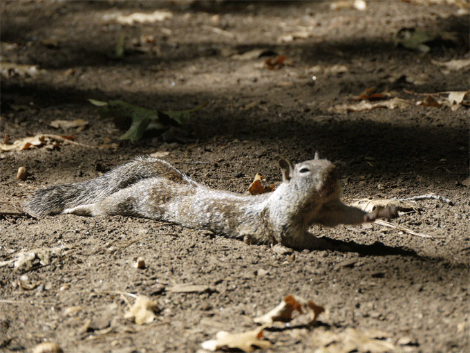 e0010166_22263136.gif