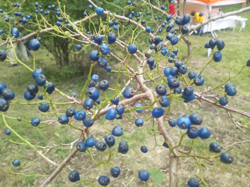 e0151566_17403770.jpg