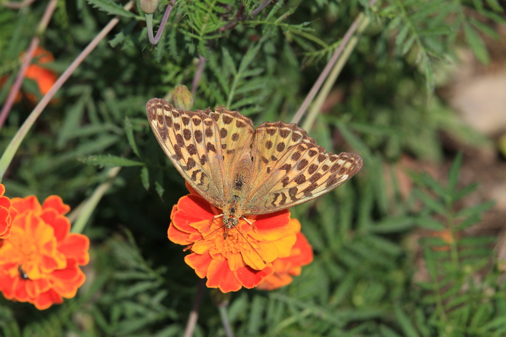 大型ヒョウモン類の♀雌が勢揃い　　2011.9.25栃木県_a0146869_20104135.jpg