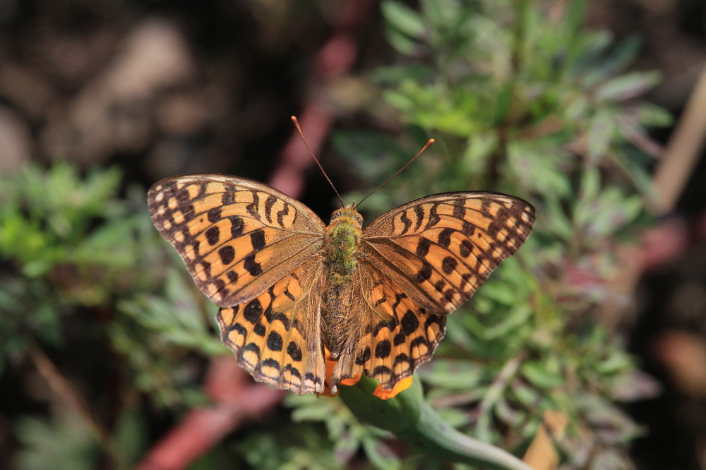 大型ヒョウモン類の♀雌が勢揃い　　2011.9.25栃木県_a0146869_2011211.jpg