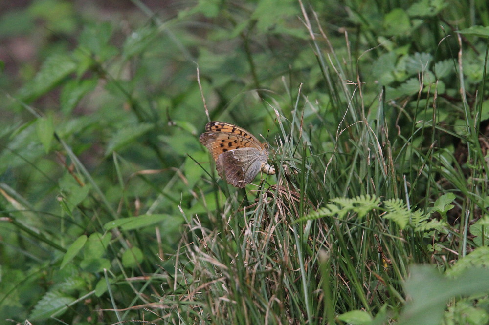 大型ヒョウモン類の♀雌が勢揃い　　2011.9.25栃木県_a0146869_20122259.jpg