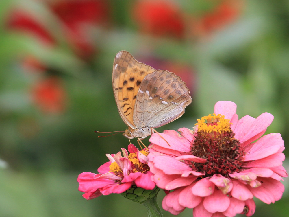 大型ヒョウモン類の♀雌が勢揃い　　2011.9.25栃木県_a0146869_2012297.jpg