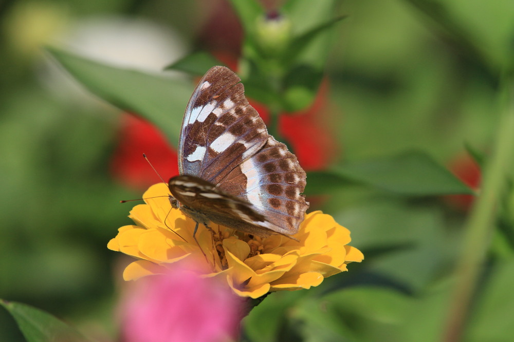 大型ヒョウモン類の♀雌が勢揃い　　2011.9.25栃木県_a0146869_20135730.jpg