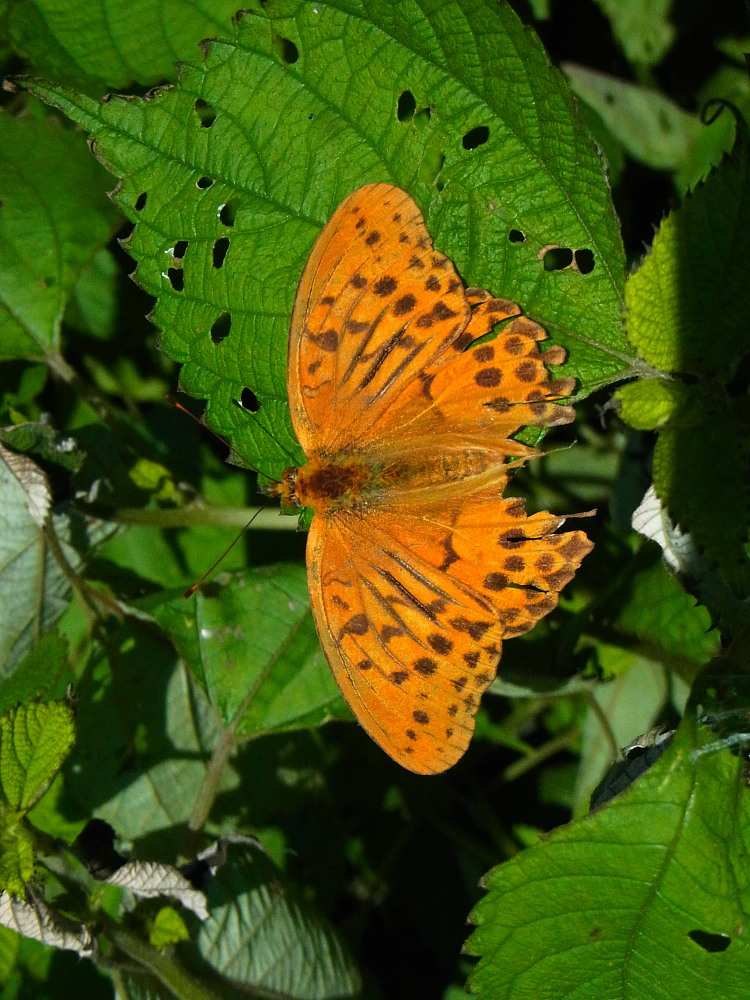 大型ヒョウモン類の♀雌が勢揃い　　2011.9.25栃木県_a0146869_20141025.jpg