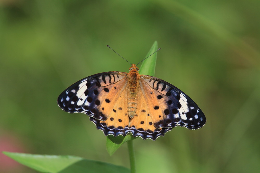 大型ヒョウモン類の♀雌が勢揃い　　2011.9.25栃木県_a0146869_20144021.jpg