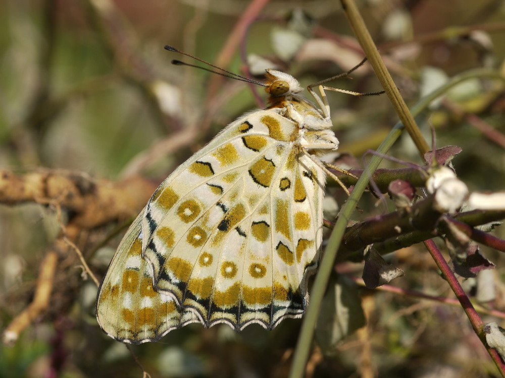 大型ヒョウモン類の♀雌が勢揃い　　2011.9.25栃木県_a0146869_20152252.jpg