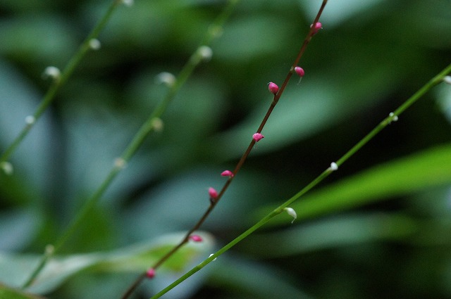 水引草の小庭_e0181373_21194111.jpg