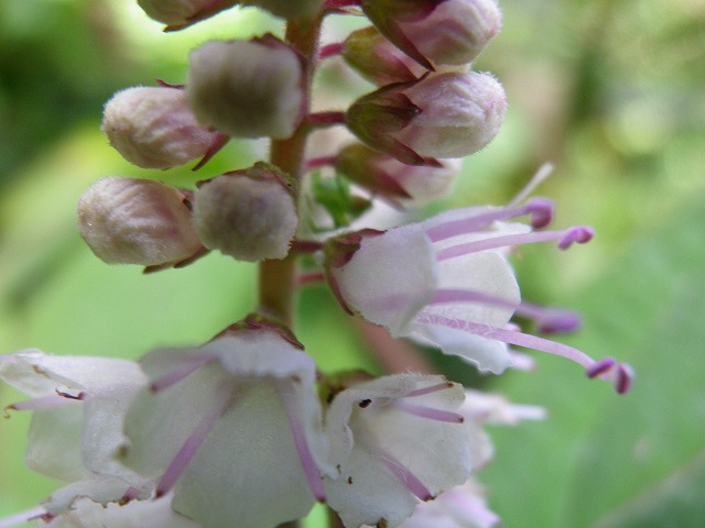 『霜柱（シモバシラ）の花が咲く小道・・・』_d0054276_20222058.jpg