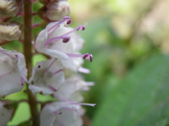 『霜柱（シモバシラ）の花が咲く小道・・・』_d0054276_20223180.jpg