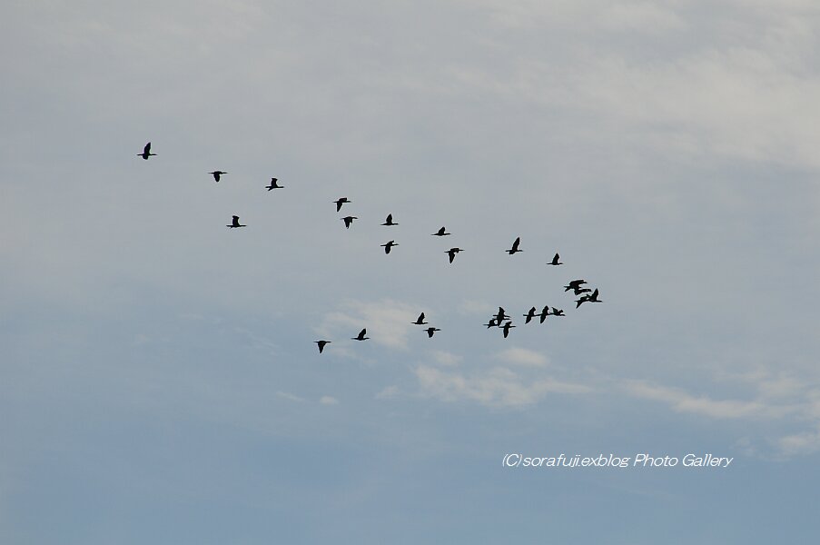 秋空に羽ばたく鳥の群れ_f0213376_19385454.jpg