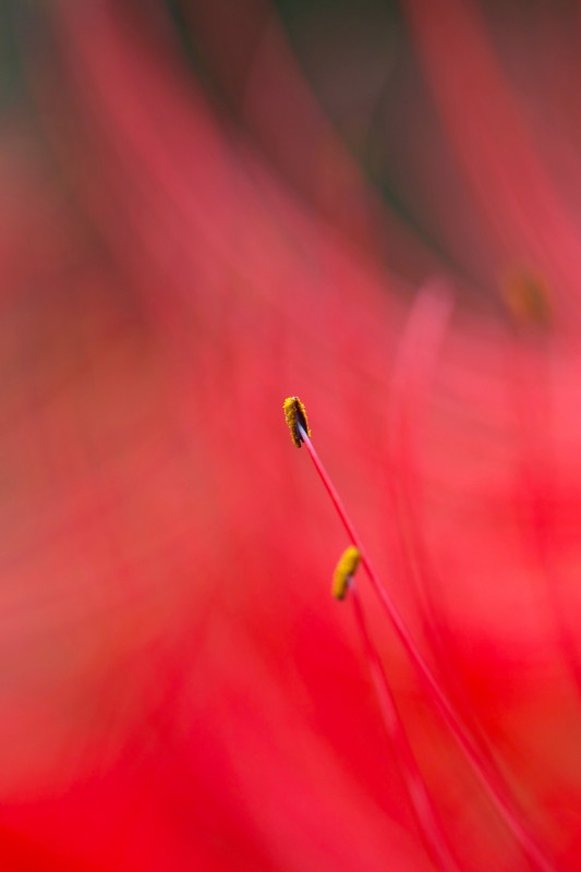 彼岸花の咲く光景_b0044477_0123171.jpg