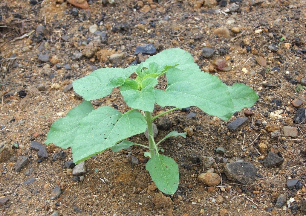 ひまわり観察日記 ひまわり観光協会ブログ 南島原に来てみんね