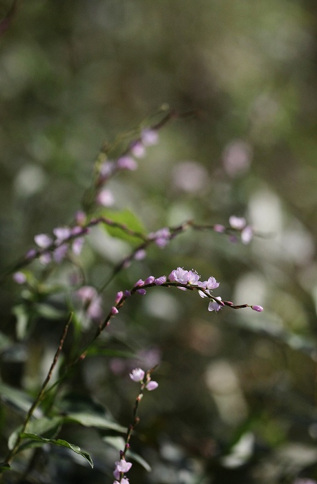 f0000789_12103654.jpg