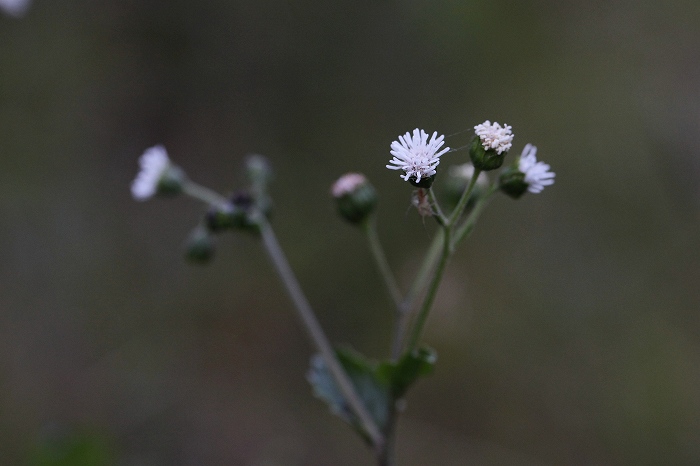 f0000789_12112062.jpg