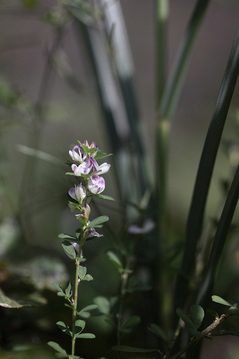 f0000789_126365.jpg