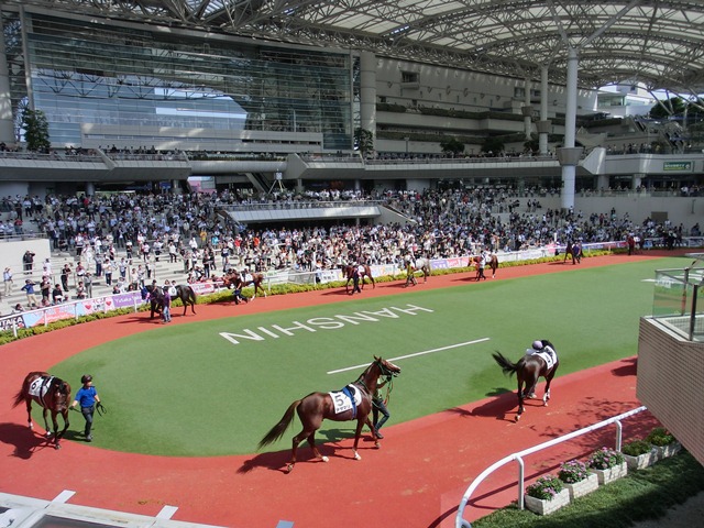 元気をもらいました。阪神競馬・・・・・１／３_d0181492_1321929.jpg