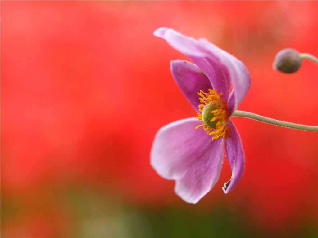 雑草園の紅組白組_f0224100_73372.jpg