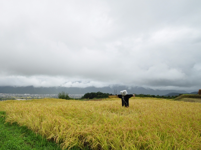 雨景色の姨捨の棚田_b0228502_013456.jpg