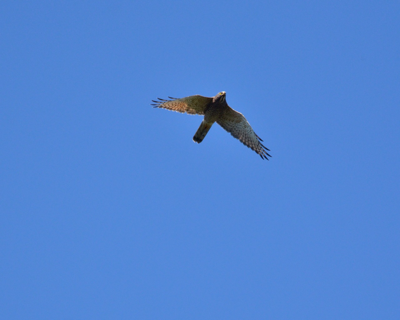 e0103903_2116843.jpg