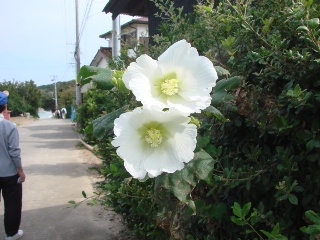 佐久島・歩け歩け海原三里・その２_a0063907_22293822.jpg