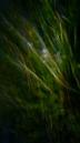 cosmos_f0036209_7445984.jpg