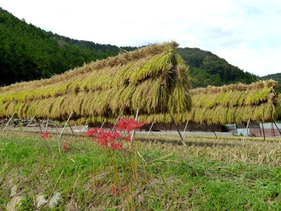 岩倉の稲刈り_e0048413_2257157.jpg