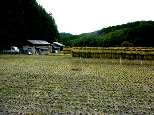 岩倉の稲刈り_e0048413_22575644.jpg