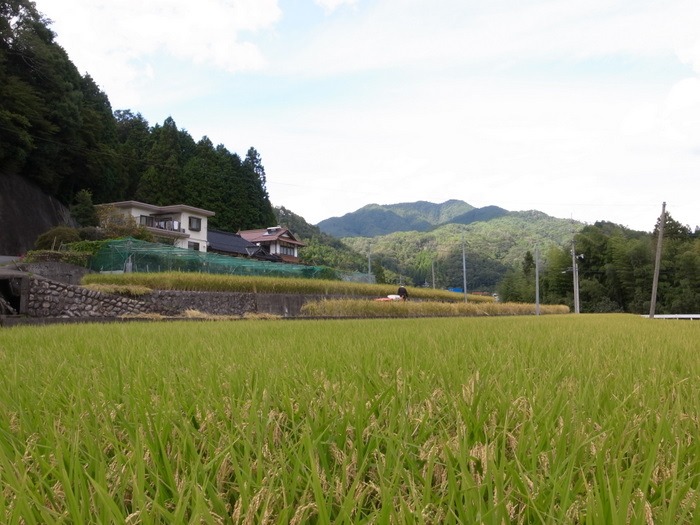 稲刈り_c0116915_22341855.jpg