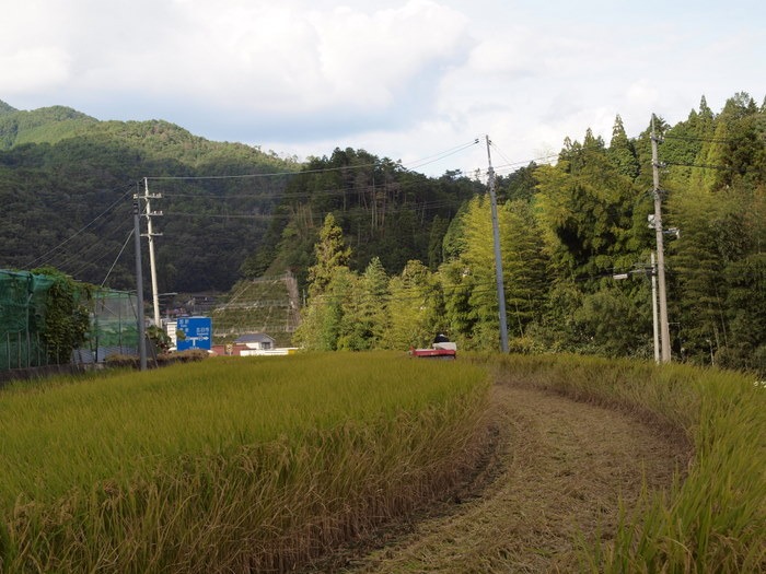 稲刈り_c0116915_22351393.jpg