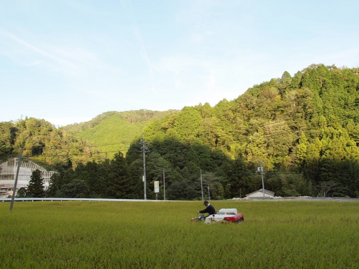 稲刈り_c0116915_22391131.jpg