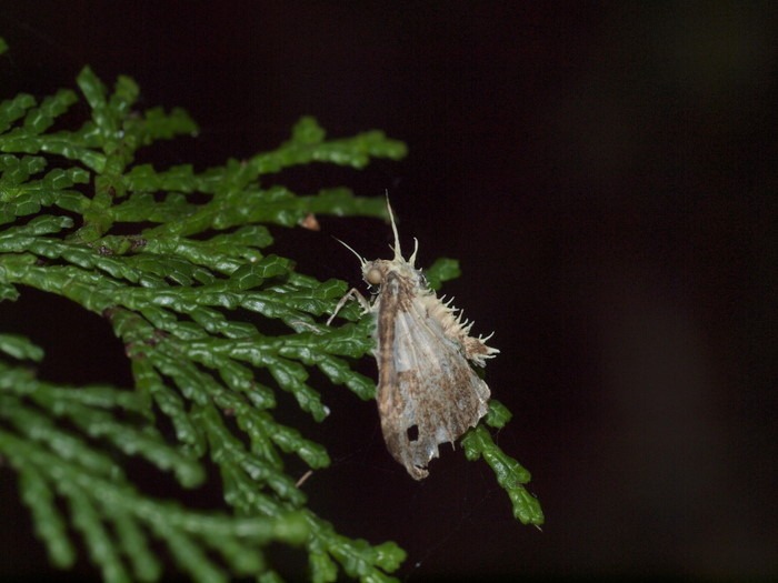 ガヤドリナガミツブタケ（菌類）に寄生された蛾_c0116915_2342133.jpg