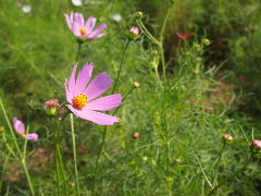 a0157619_2391543.jpg