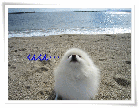 b0167519_15143643.gif