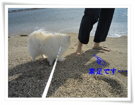 b0167519_15355111.gif
