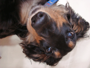f0232522_10324078.gif
