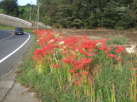 彼岸花満開_b0137932_5364275.jpg