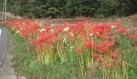 彼岸花満開_b0137932_543153.jpg