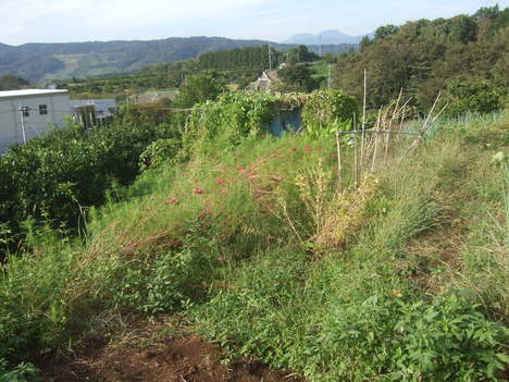 彼岸花満開_b0137932_5521998.jpg