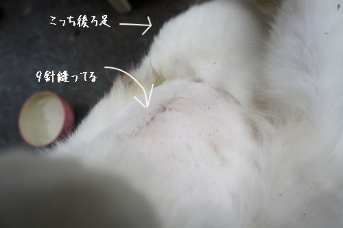 e0134032_13262236.jpg