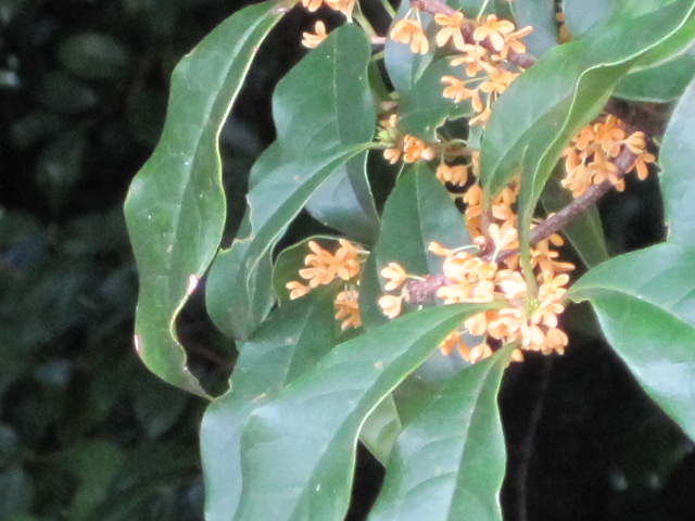 b0167733_133733.jpg