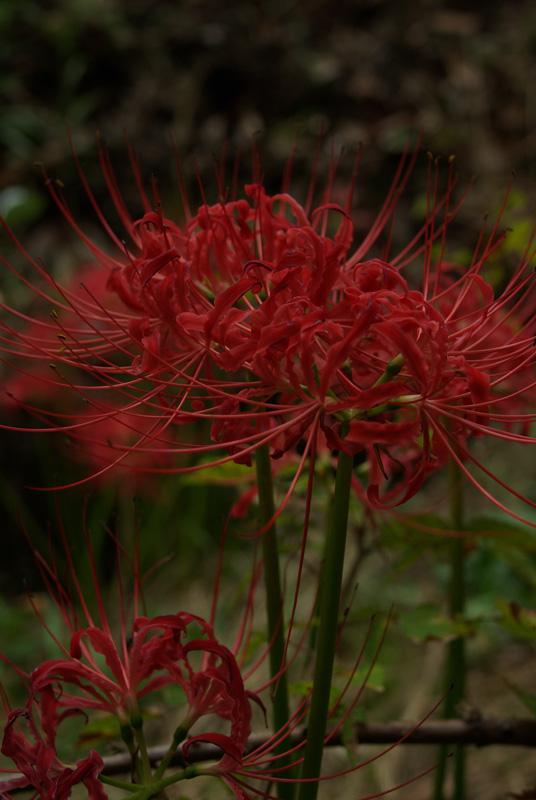 b0177233_5651.jpg