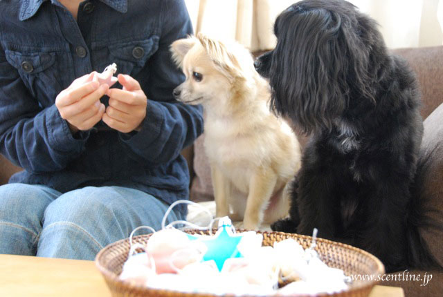 犬連れOK!クリスマスフラワーアレンジメント教室のお知らせ_c0099133_20412830.jpg