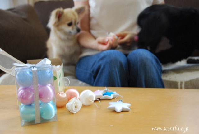 犬連れOK!クリスマスフラワーアレンジメント教室のお知らせ_c0099133_2042863.jpg