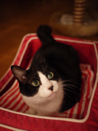 ちょっと休憩猫 空編。_a0143140_23483571.jpg
