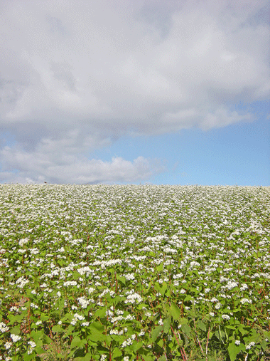 10月3日　御幸田のソバの花 _a0001354_234094.gif