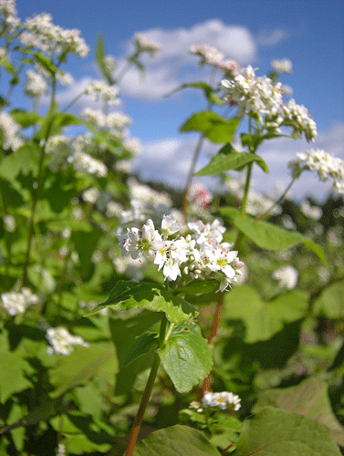 10月3日　御幸田のソバの花 _a0001354_23423839.gif