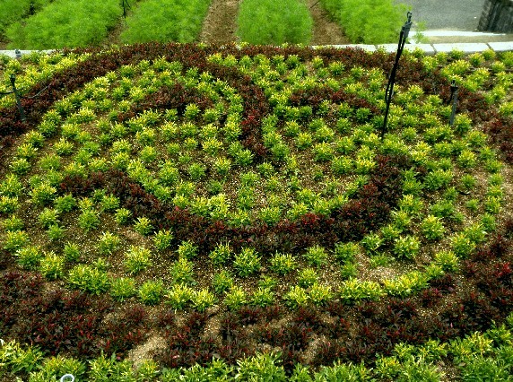 　　和歌山県植物公園緑花センター　_b0093754_00644.jpg