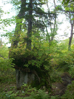 c0097856_0402299.jpg