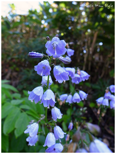 伊達紋別岳の花_a0114060_21192210.jpg